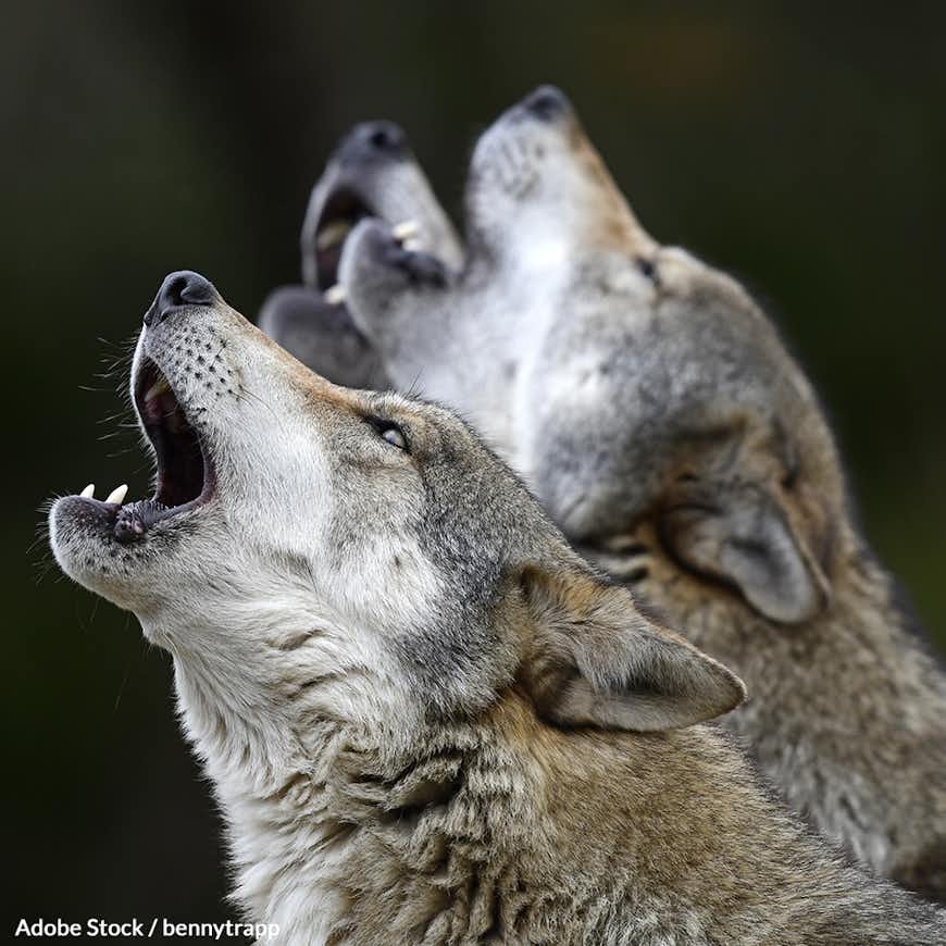 Stop the Wolf Slaughter in Idaho