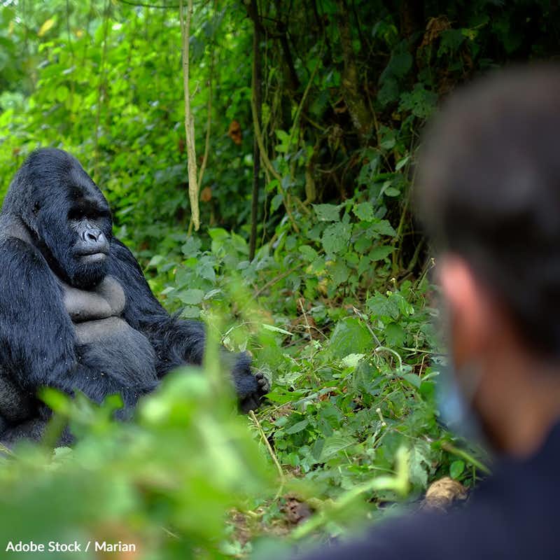 Mountain gorillas are threatened by habitat destruction, poaching and disease. Help us take action!