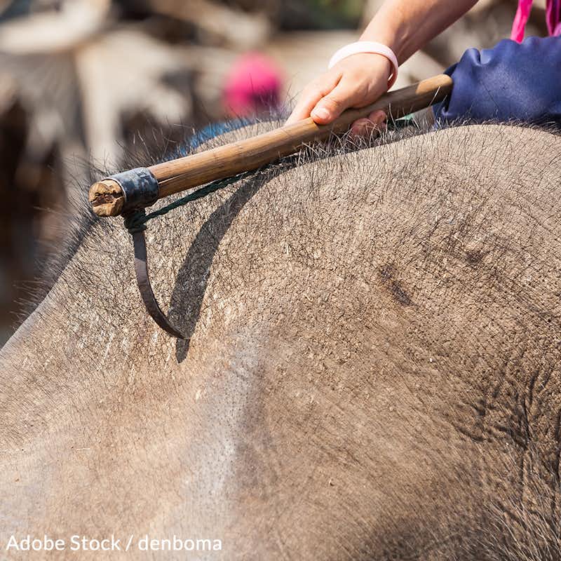 Bullhooks are used to pressure elephants into obeying their trainers, but they cause serious injury. Help us ban bullhooks now!