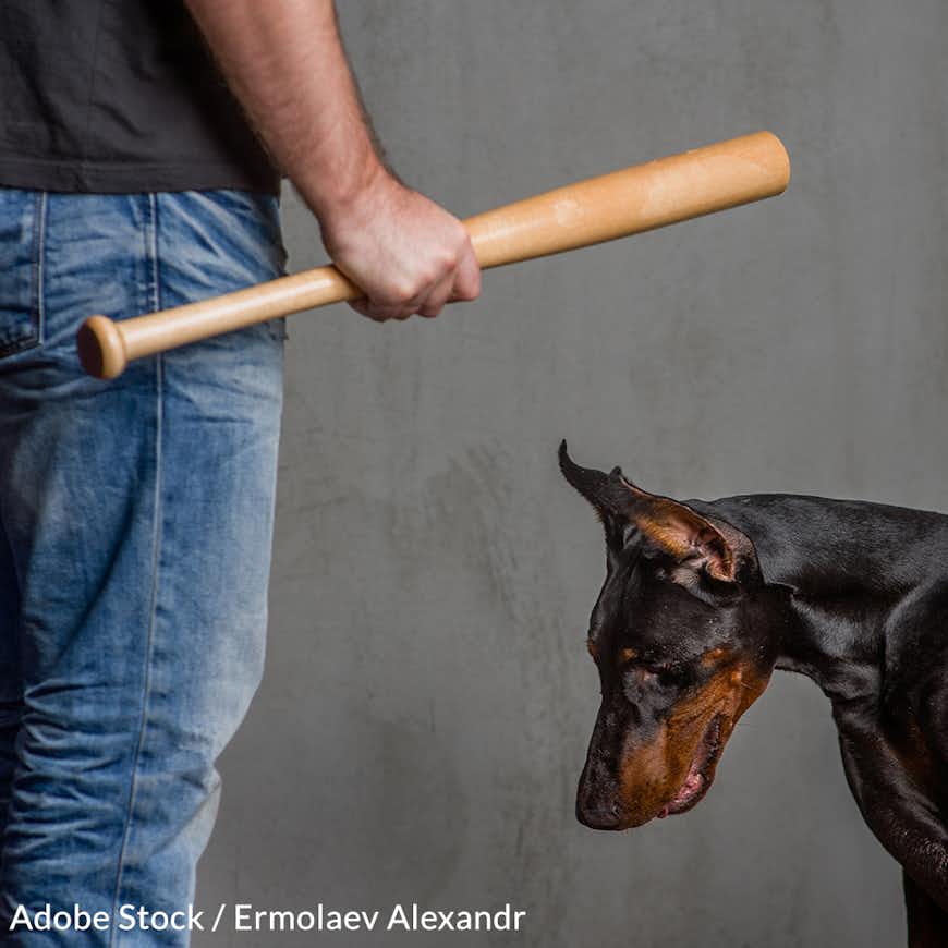 Stop Animal Abusers From Moving On To More Violent Crimes