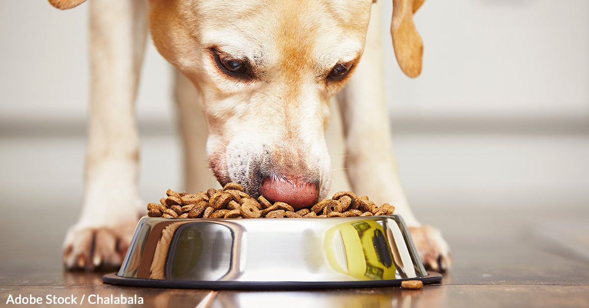 Fda and shop dog food