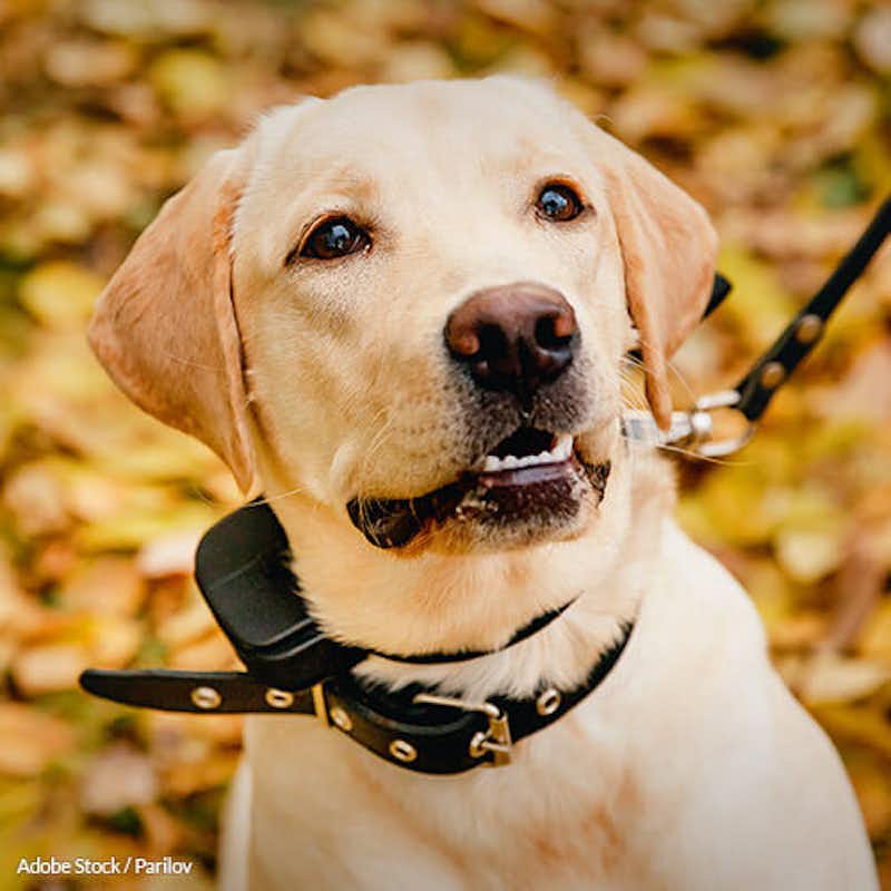 Tell the USDA to step up to protect dogs from injury and death from shock collars.