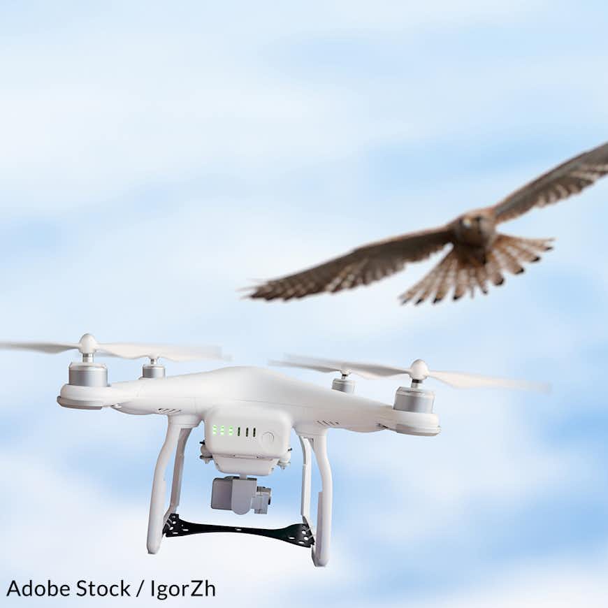 Keep Drones Out Of Protected Wildlife Preserves