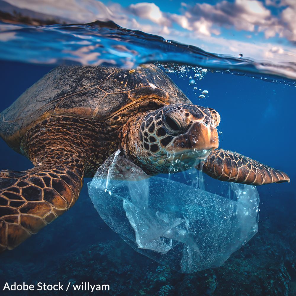 Plastic shopping bags cause some of the worst environmental pollution in the world. Pledge to cut them out!