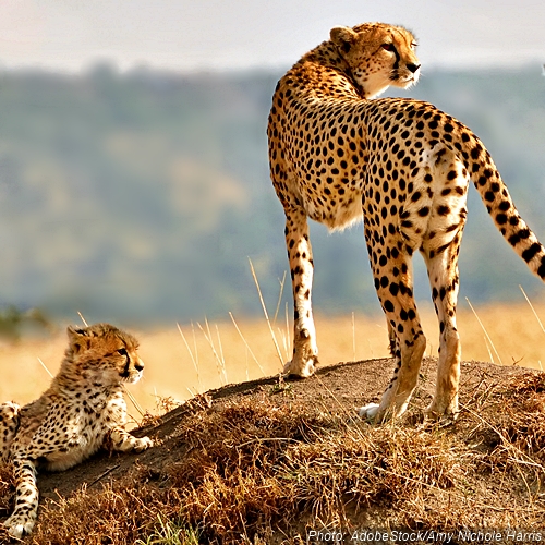 Tell The IUCN: Cheetahs Are Running Out of Time | Take Action @ The ...