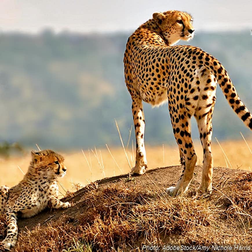 Tell The IUCN: Cheetahs Are Running Out of Time