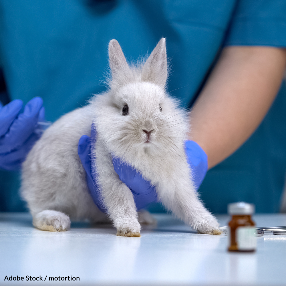 Urge cosmetic companies to stop the practice of animal testing once and for all.