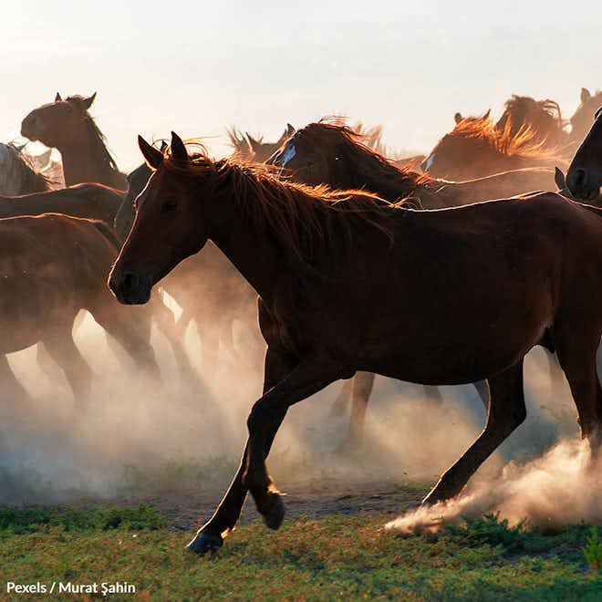 Take A Stand For Wild Horses