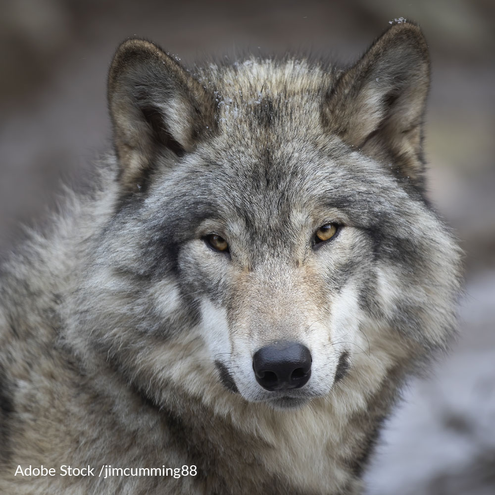 Gray wolves were just stripped of ESA protections and are in danger once again.