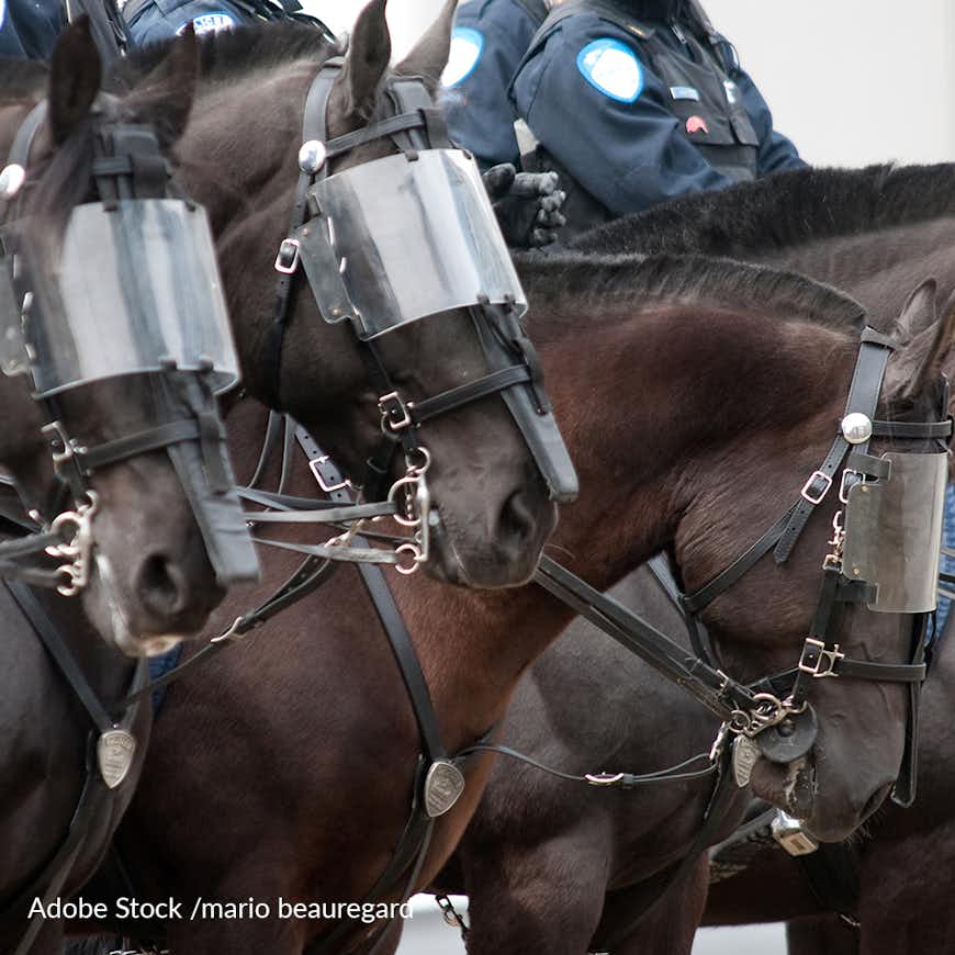 Ban The Use Of Police Horses At Protests