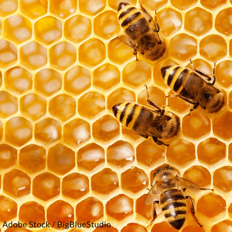 Urge the EPA to outlaw neonicotinoid pesticides that are killing off honey bees.