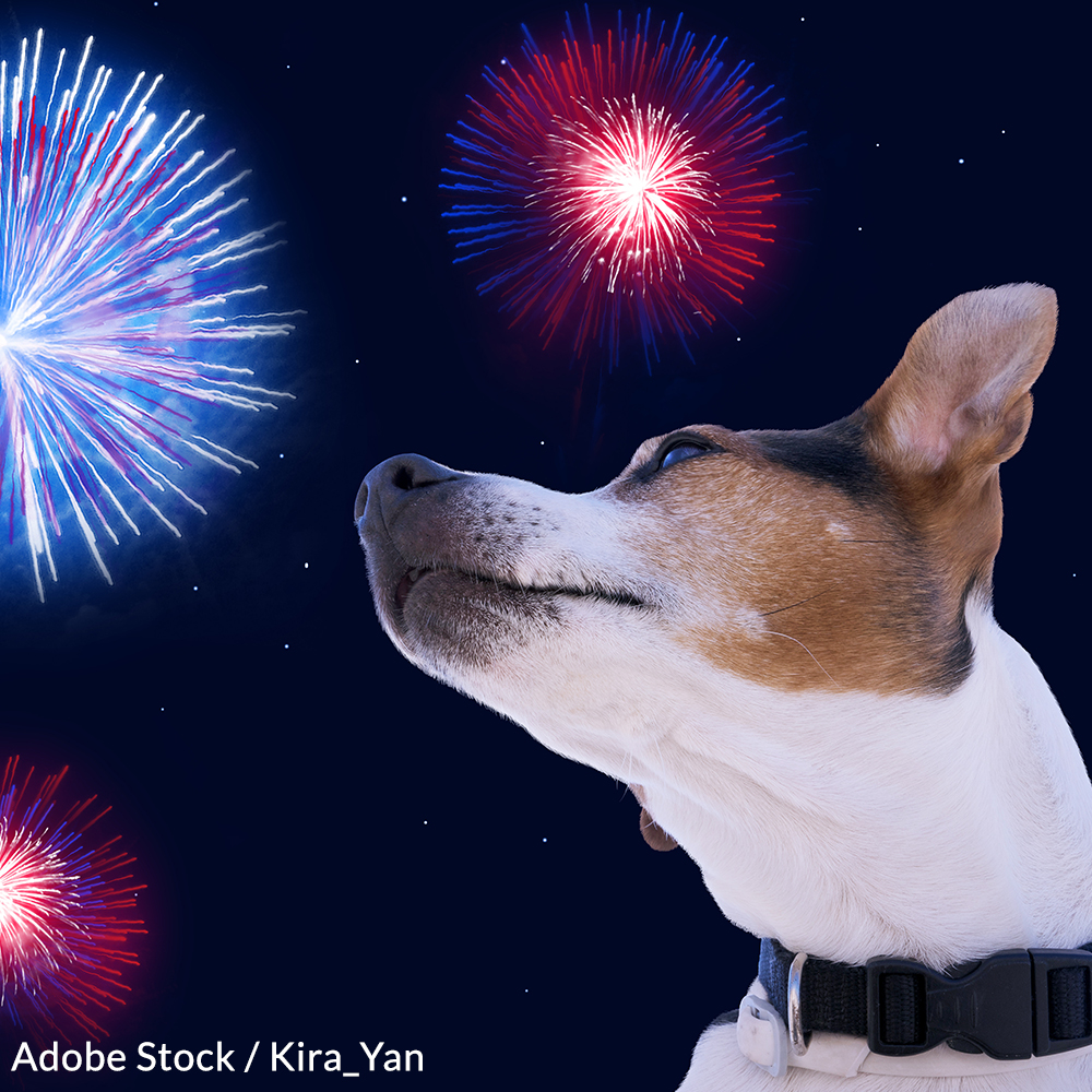 Pledge to Keep Pets Safe and Secure from Fireworks