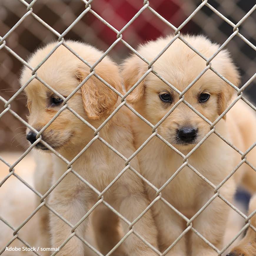 Pledge to Put Cruel Puppy Mills Out Of Business