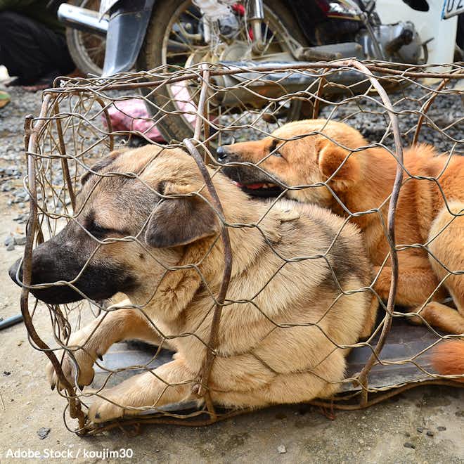 Tell Vietnam to Take Dogs Off the Menu!