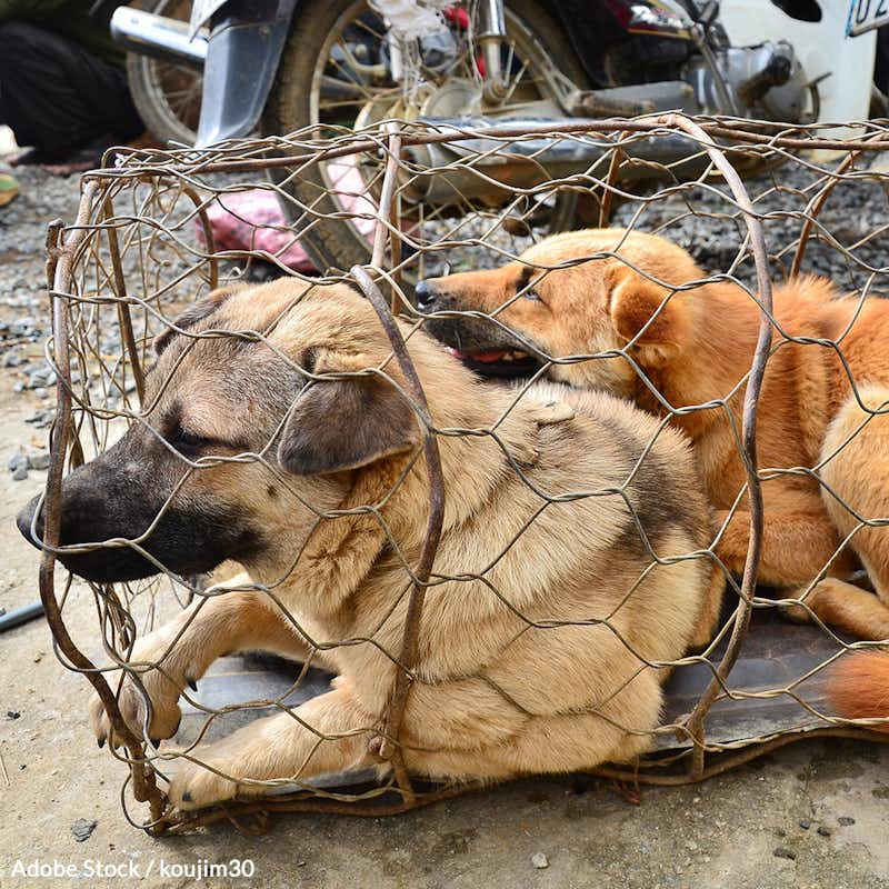 The dog meat trade in Vietnam is horrific, illegal, and inhumane - and must be stopped.