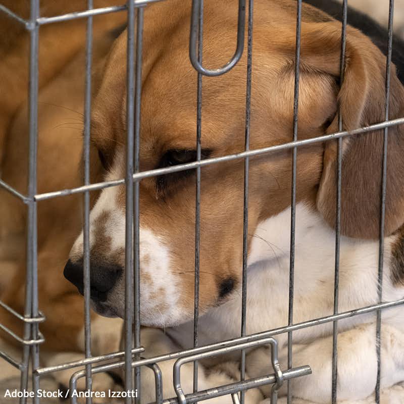 Animals are being killed in inhumane experiments for little to no medical benefit. End the cruelty now!
