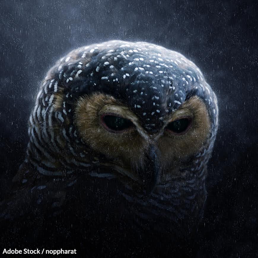 Restore Critical Habitat to the Spotted Owls