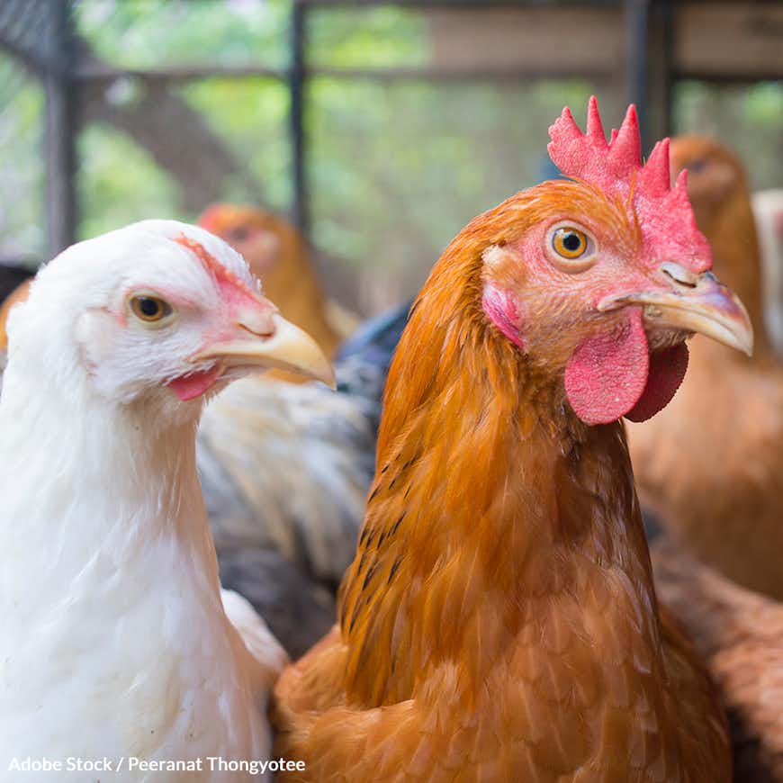 End Inhumane Slaughter On Poultry Farms