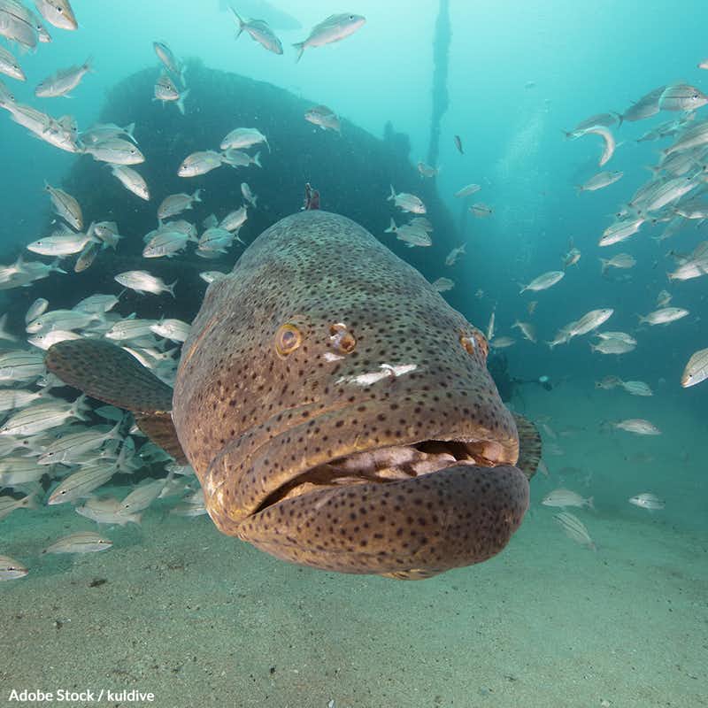 The goliath grouper was once nearly driven to extinction. Help save them from being killed for profit!