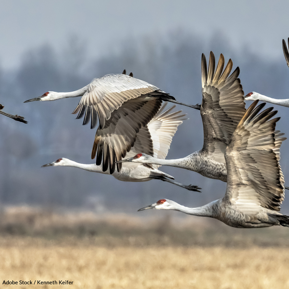 Restore the Migratory Bird Treaty Act