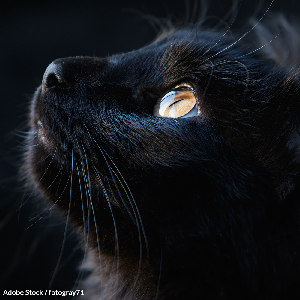 Stories of black cats being kidnapped and abused always increase around Halloween. Help give these animals a chance!