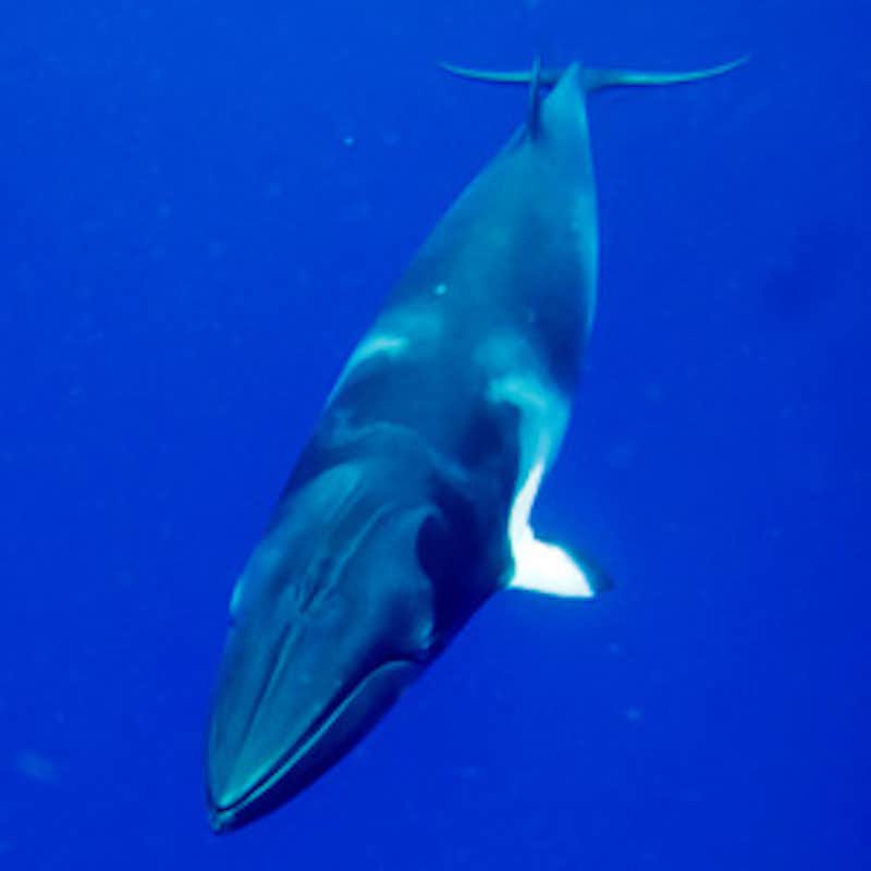 Tell six Caribbean nations to stop voting against the whales!