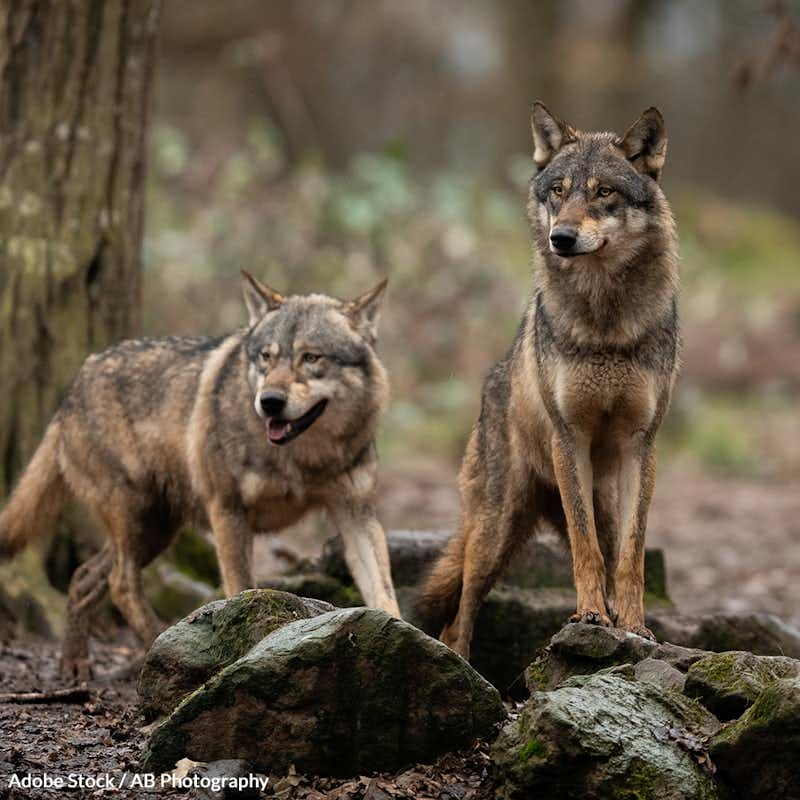 Virginia has hosted more than 60 killing contests that target coyotes and other wildlife for cash and prizes since 2015