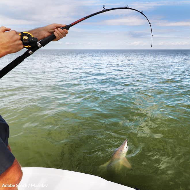 Stop Florida's Shark Killing Contest