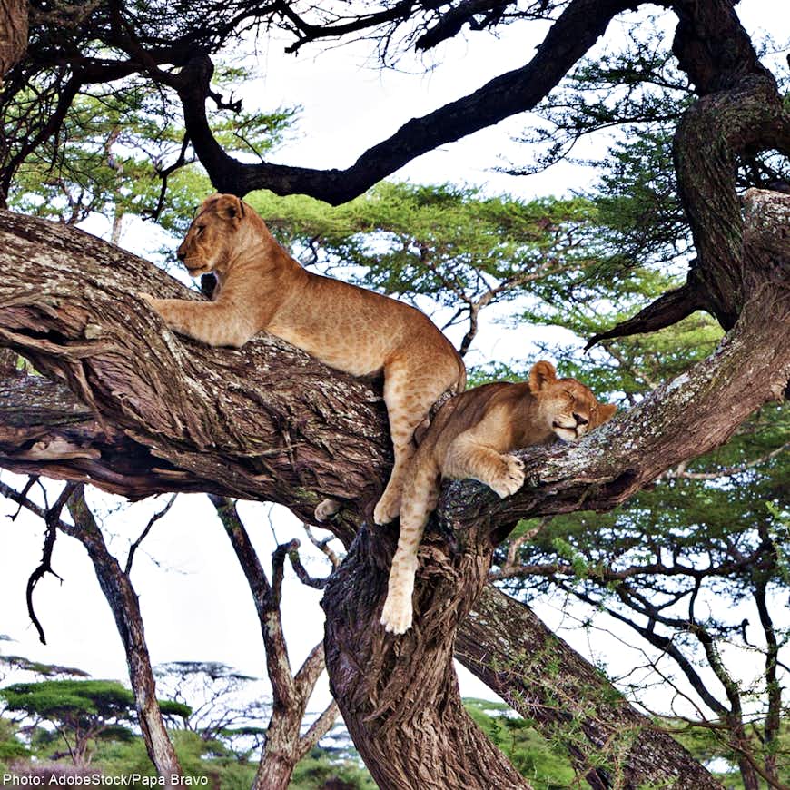 Save Tanzania's World Heritage Selous Reserve!