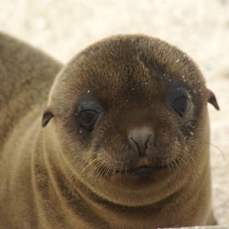 Take action against the killing of sea lions at Oregon's Bonneville Dam.