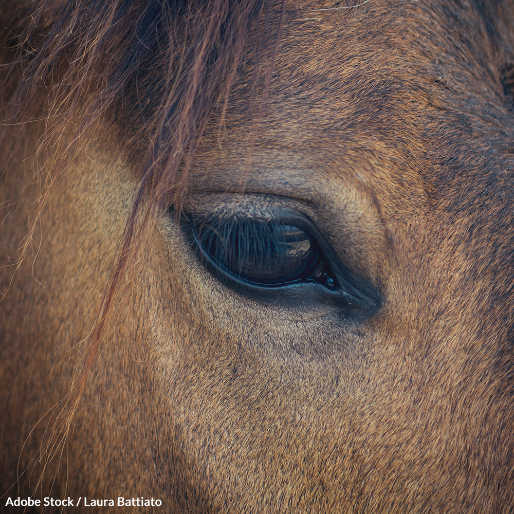 Pregnant mares in Iceland are held captive and drained of  their blood for hormones to serve the livestock industry. Take action