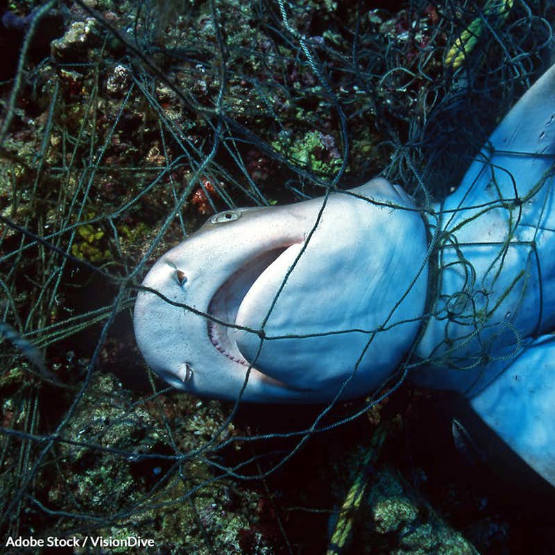 Shark nets aren't very effective, and they harm marine life. Tell Australia to use other safer methods!