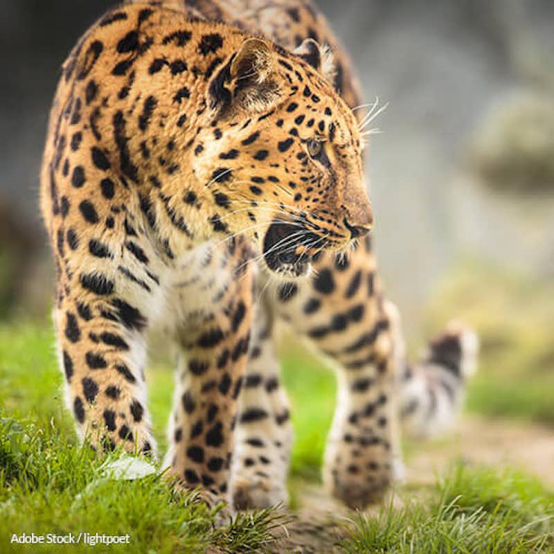 Help strengthen Russia's wildlife laws and save the Amur leopard