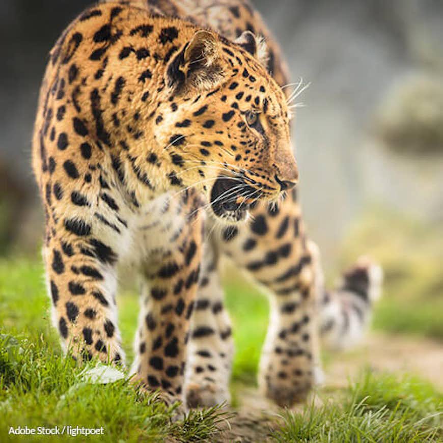 Save The Amur Leopard From Extinction