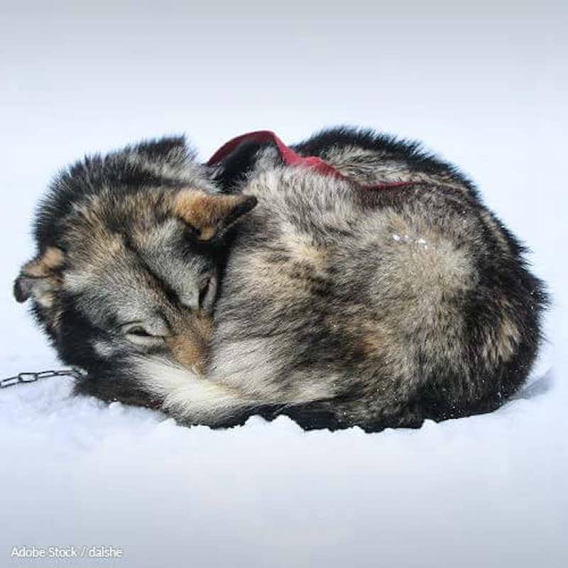 Each year, the Iditarod race drives sled dogs to gruesome deaths. Help reform Alaska's animal cruelty laws!