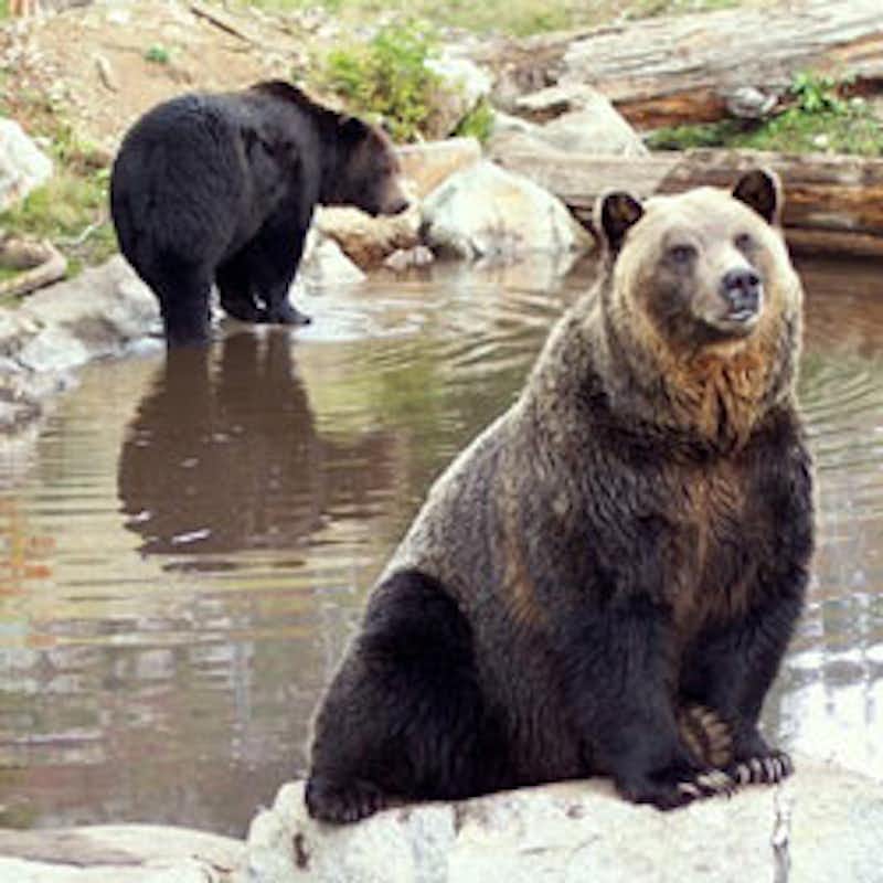 Don't allow Asiatic black bears to be captured and tortured for their bile. Take action!
