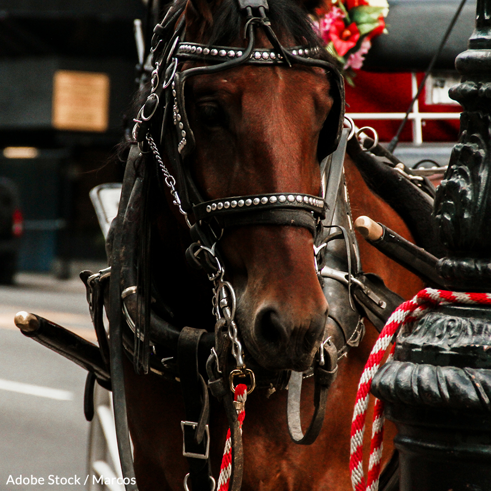 Don't let the destructive carriage horse industry harm any more innocent horses! Take action now!