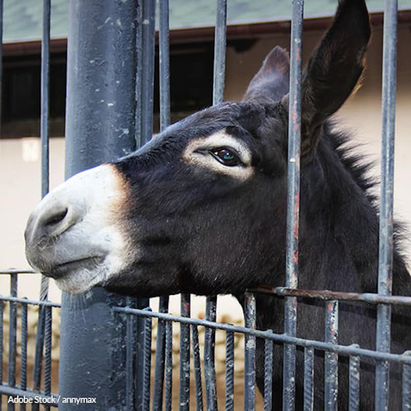 Help us convince China to enact stronger animal welfare laws, and stop the donkey slaughter!