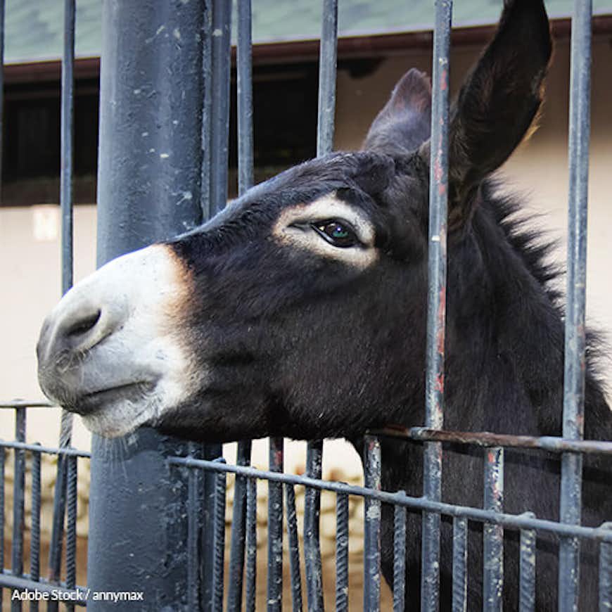 Donkeys Shouldn't Have To Die For This 'Medicine'