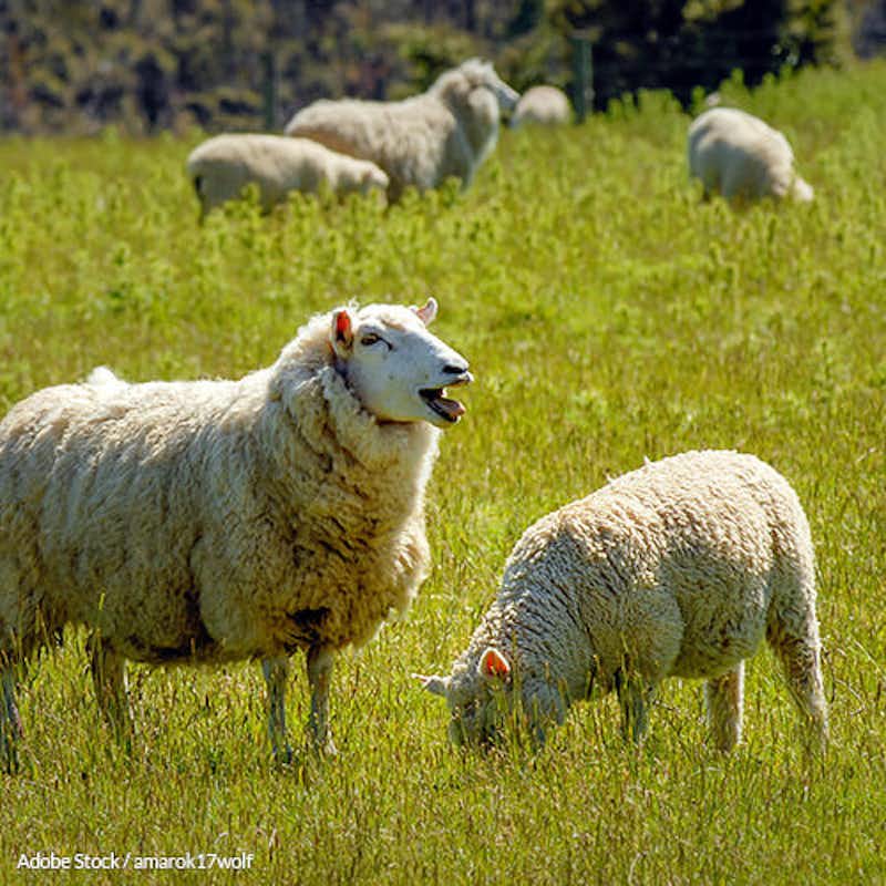 Help ban mulesing in Australia and save sheep from being skinned alive