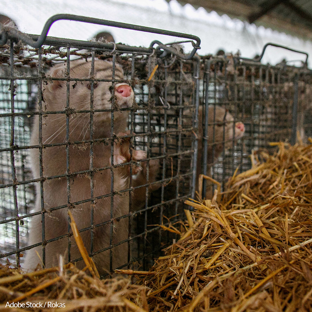 Millions of farm-bred mink are being culled to stop COVID. End the fur trade and protect global health!