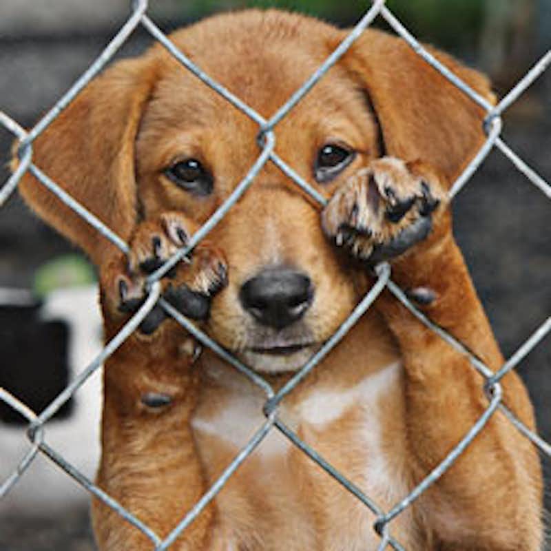 Ban the wire cages that hurt little puppy paws!
