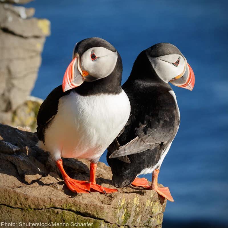 How the adorable Atlantic puffin came back from near extinction