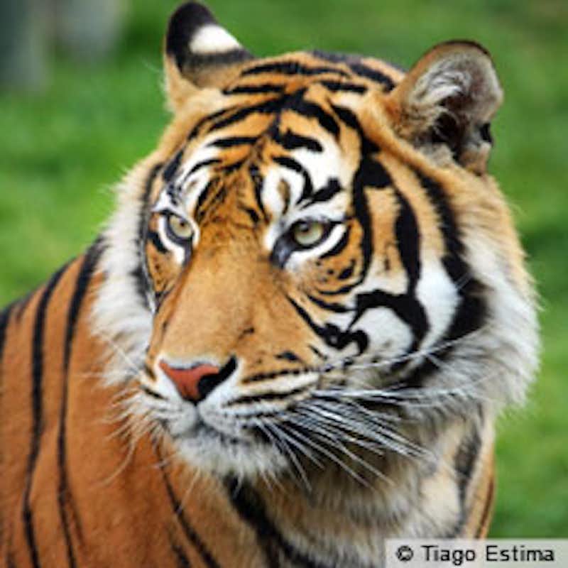 Tell Indonesian leaders to stop poachers and clearance of tigers' habitat