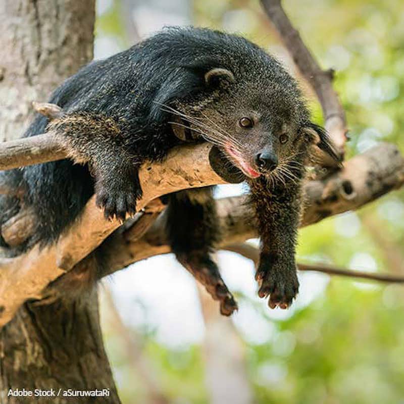 Deforestation and agriculture are threatening the rare and elusive binturong. Help save them!
