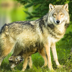 Ask the Fish and Wildlife Service to look into the case of a family who illegally poached an endangered pack of wolves.