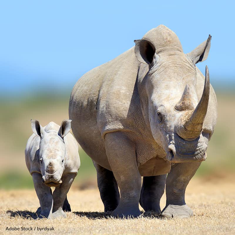 About three rhinos a day are killed by poachers for their horns. Sign and put an end to the rhino horn trade in South Africa!
