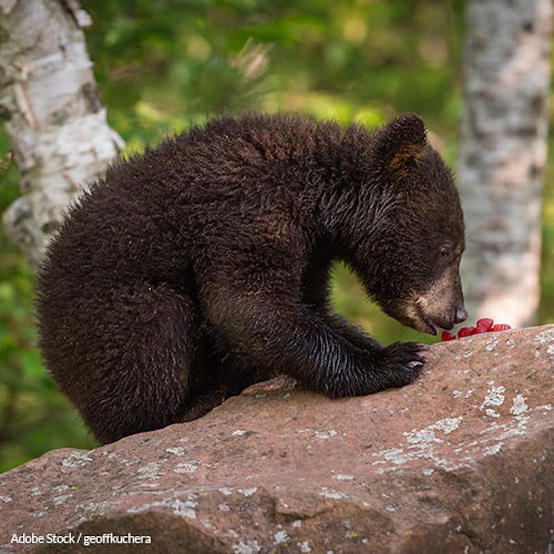 Bear baiting makes hunting easy at the expense of both humans and bears.