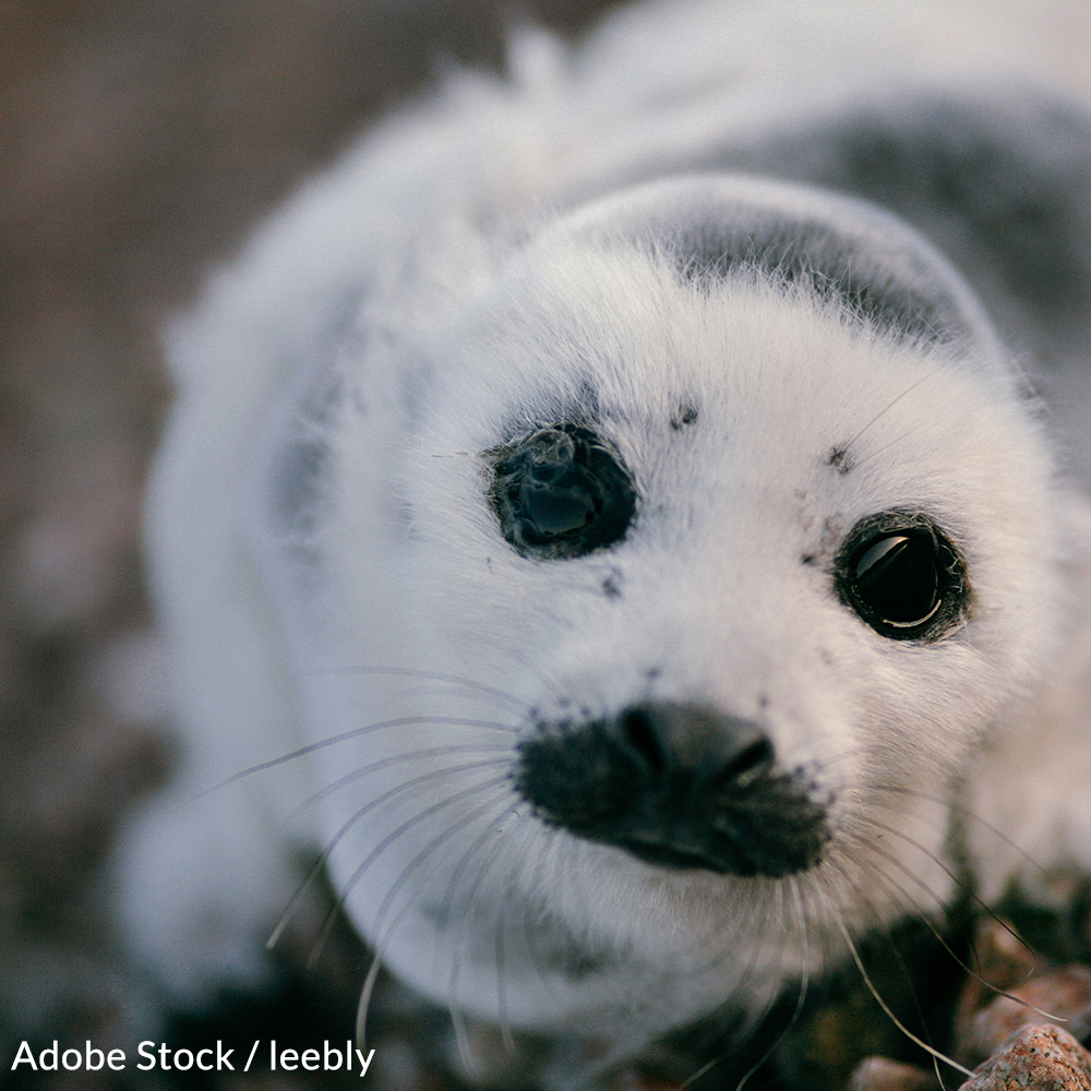 Canada: Stop Slaughtering Helpless Seals!