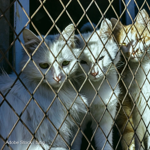 Tell Vietnam: Put An End The Brutal And Illegal Cat Meat Trade